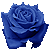 bluerose.gif